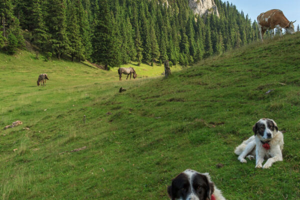 Hasmasul-Mare---Piatra-Singuratica-(the-Lonely-Stone)