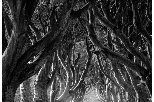 TheDarkHedges