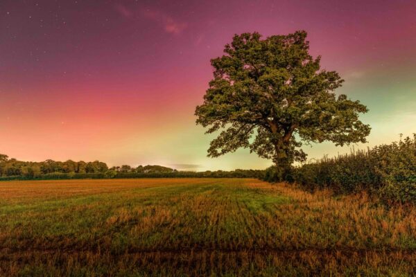Northern Lights over a lone tree in Buckinghamshire, England, with magenta and green auroras in the night sky