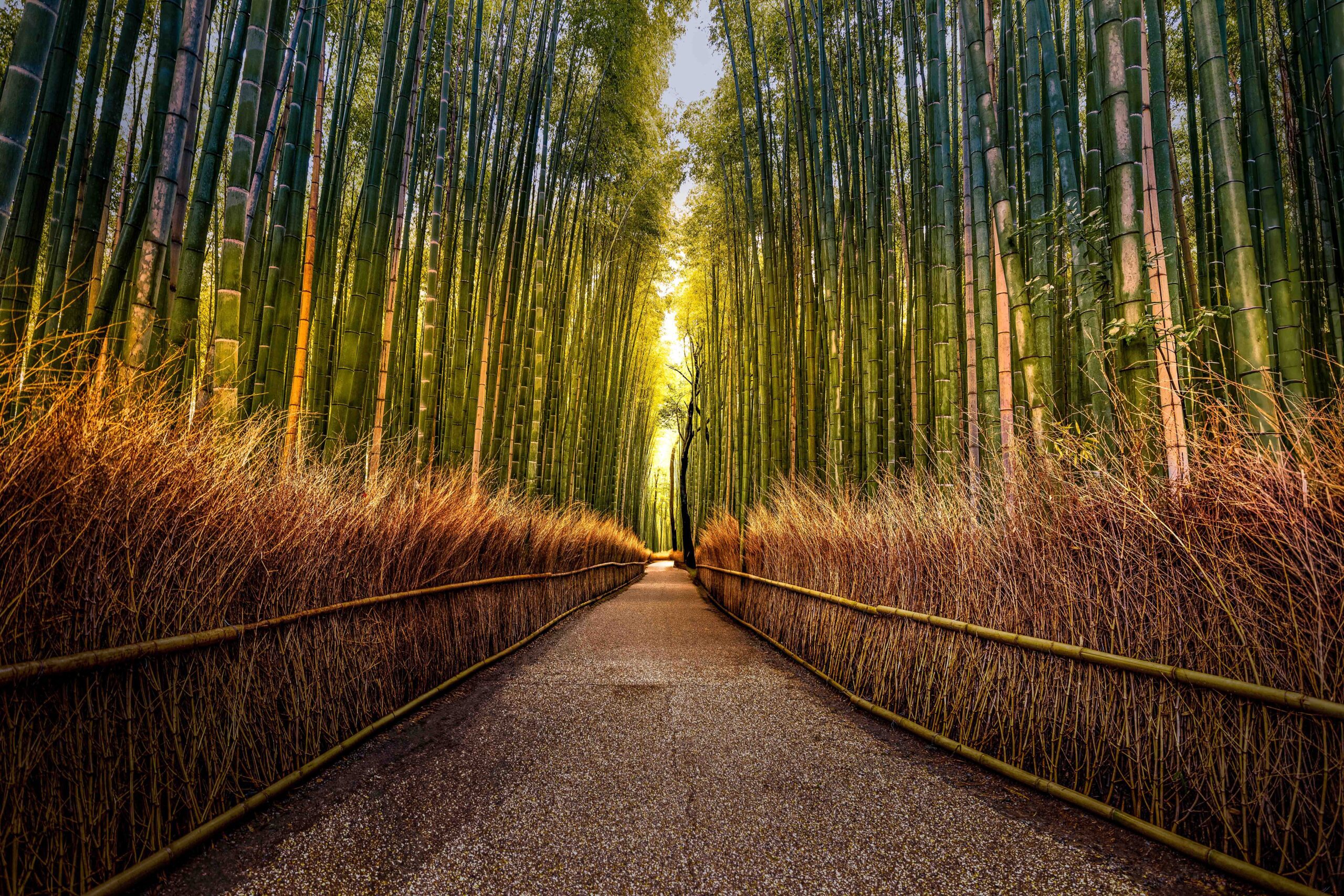 Arashiyama Bamboo Forest in Kyoto, Japan, with tall green bamboo stalks lining a peaceful walking path.