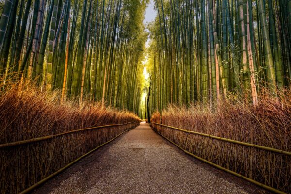 rashiyama Bamboo Forest in Kyoto, Japan, with tall green bamboo stalks lining a peaceful path