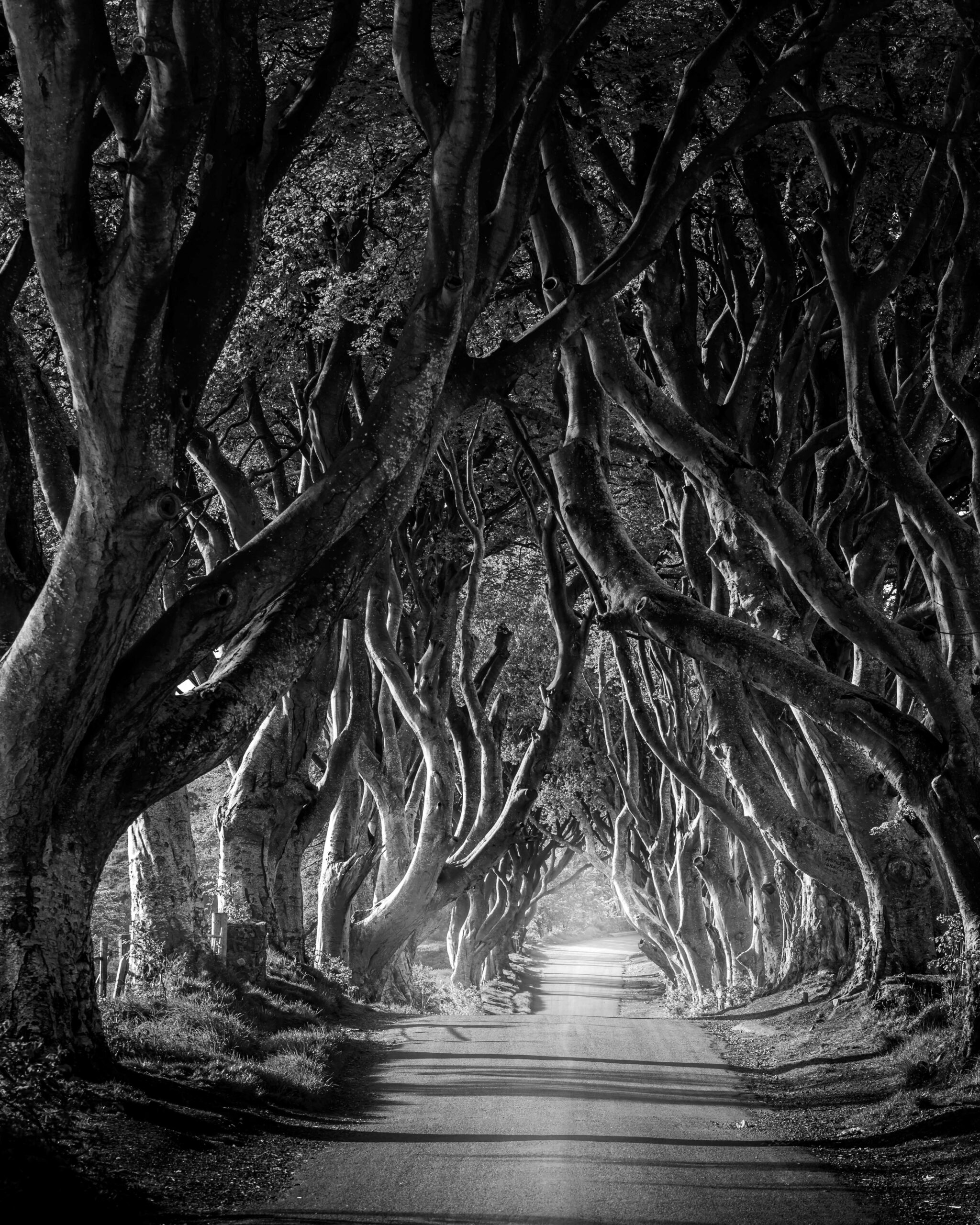 The Dark Hedges in Northern Ireland with intertwined beech trees forming a natural tunnel