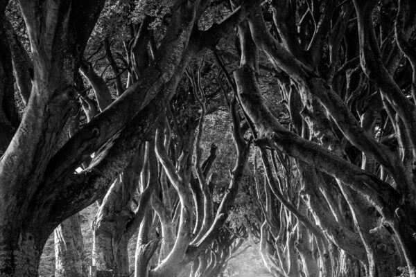 The Dark Hedges in Northern Ireland with intertwined beech trees forming a natural tunnel