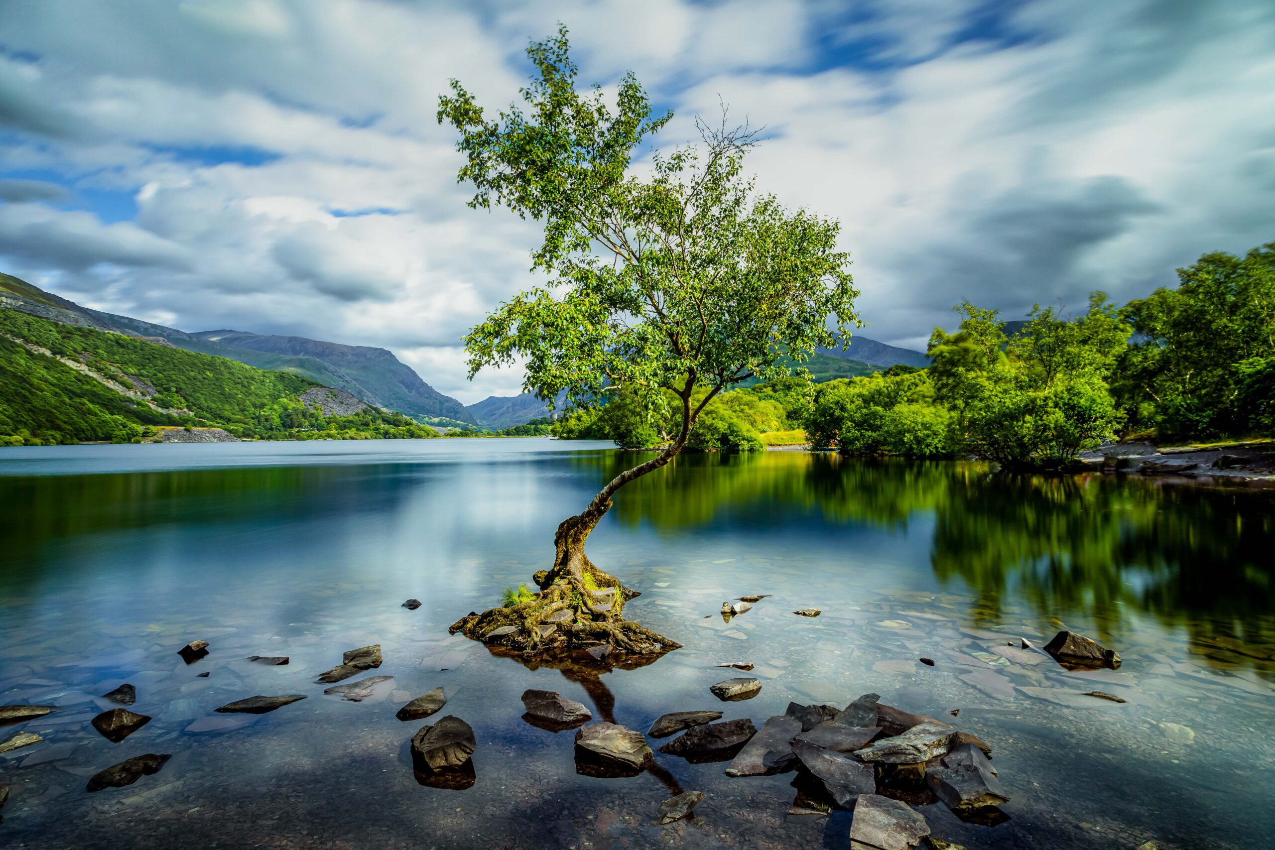 The Lonely Tree at Llyn Padarn in Snowdonia, Wales, standing beside calm lake water with mountains in the background.