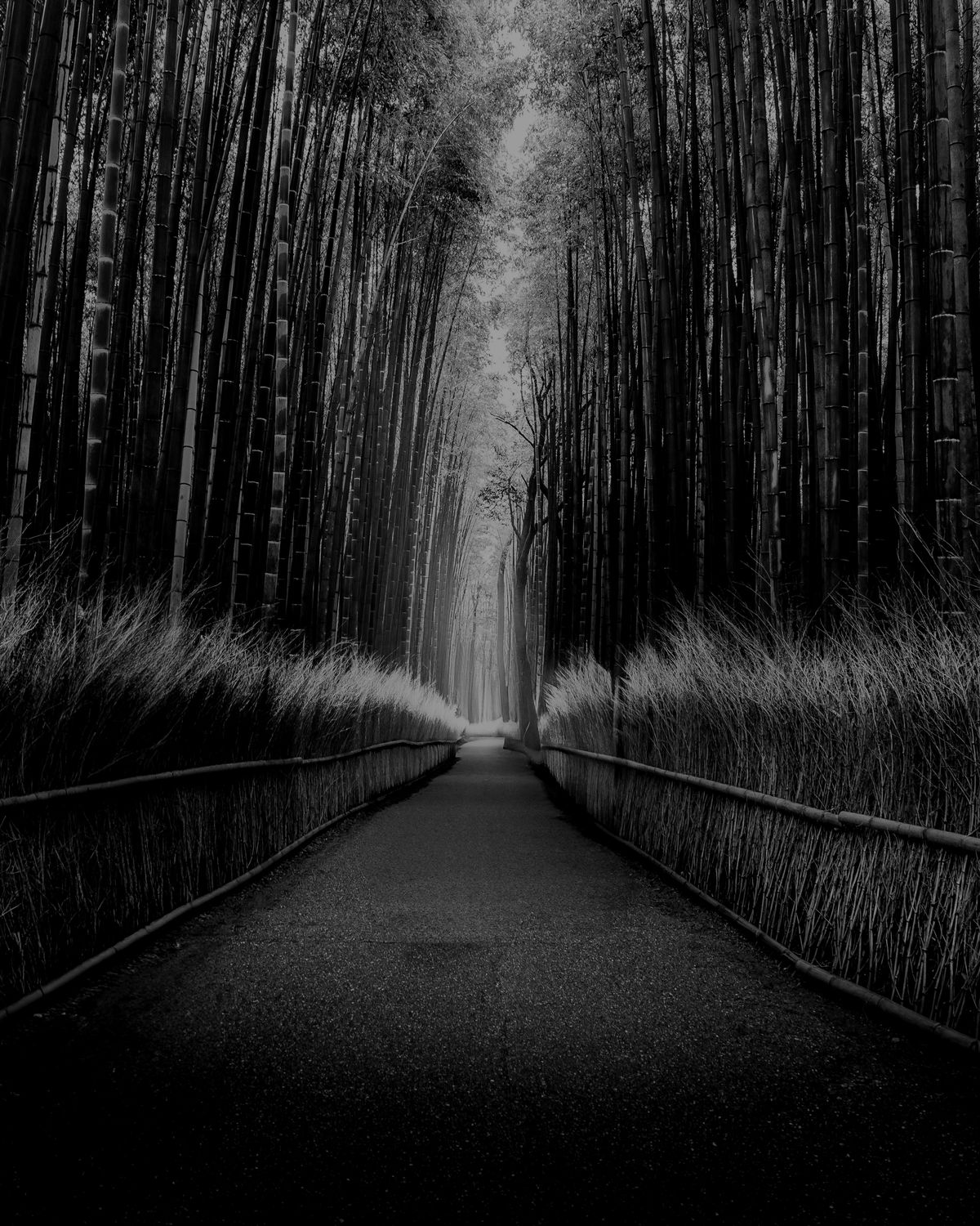 Black and white photograph of Arashiyama Bamboo Forest in Kyoto, Japan, with tall bamboo stalks creating strong vertical lines along a peaceful walking path.